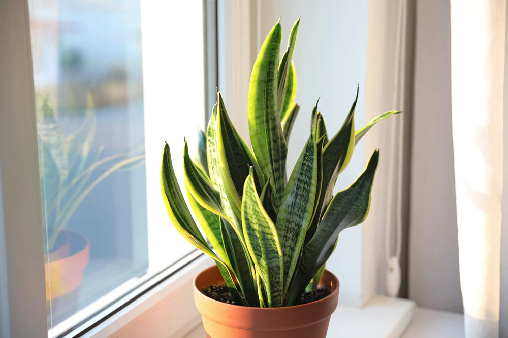 Indoor Plants For Apartments