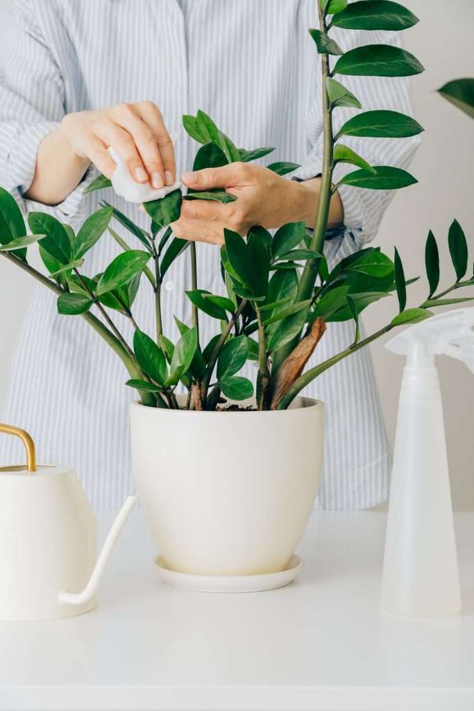 Indoor Plants For Apartments